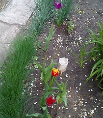 Три тюльпана разного оттенка (четвёртый за кадром)