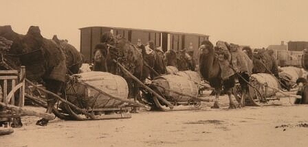 Курган. Доставка товаров на станцию из степного края на верблюдах. 1892-1898 г.г.