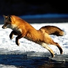 Лисичка, прыгающая через полынью